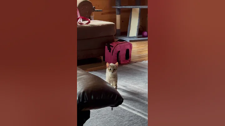 Watch the video about She doesn’t see me #cat #mainecoon #savannahcats #catpoince #kiiten #kittenplay