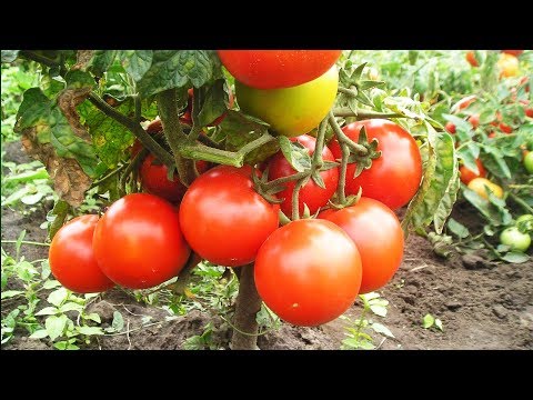 Video: Kā Laistīt Tomātus Augšanai? Tautas Aizsardzības Līdzekļi, Lai Tomāti Augtu Labāk Un Narkotikas. Kā Laistīt Stādus? Kā Barot Siltumnīcā, Lai Augļi Būtu Stipri?