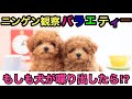 【衝撃】急に犬が話し出した!!ニンゲン観察バラエティーエグタリング!!