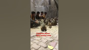 Vrindavan dhaam daily monkey sewa 🙏🙏 #jaigaumataki #sewa #vrindavandham #monkeys #jaishriram