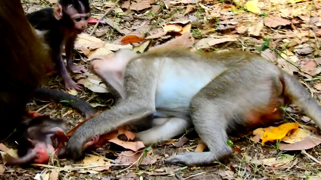foundry So Pity baby with separate mommy monkey laying on the ground sadly_Look So Very sad