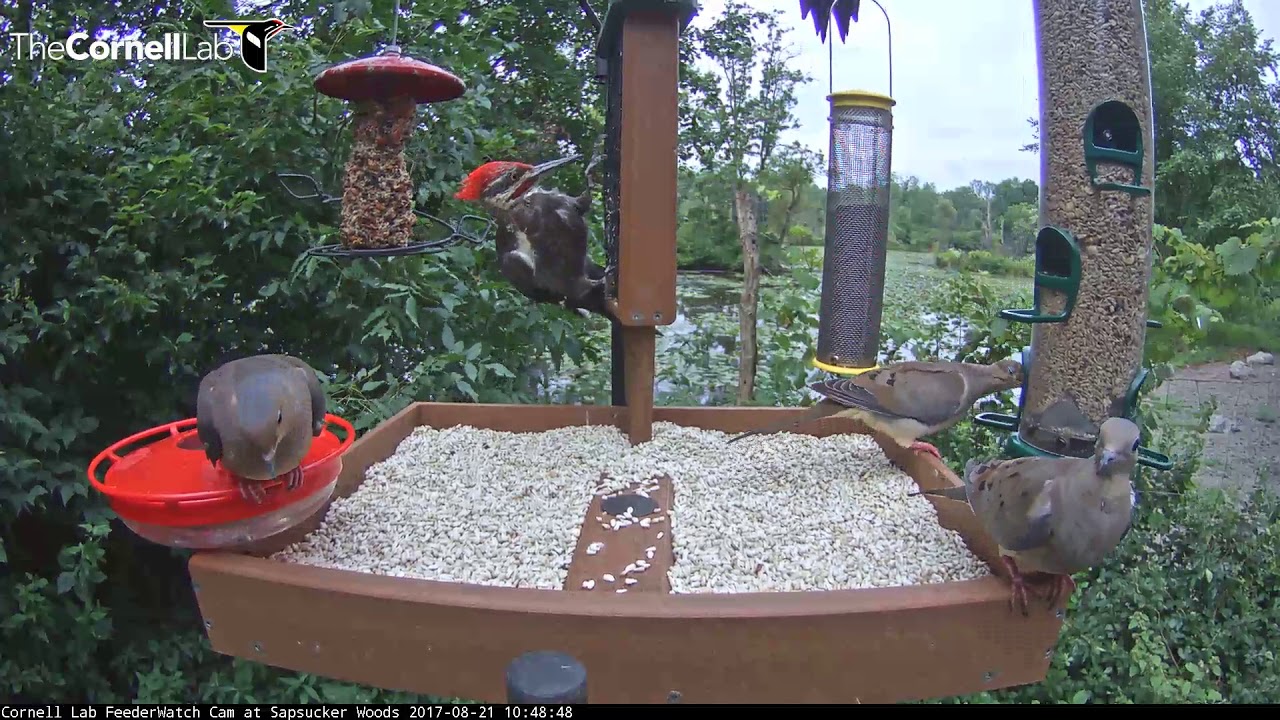Pileated Woodpeckers On Cornell Feeders August 21 2017 Youtube