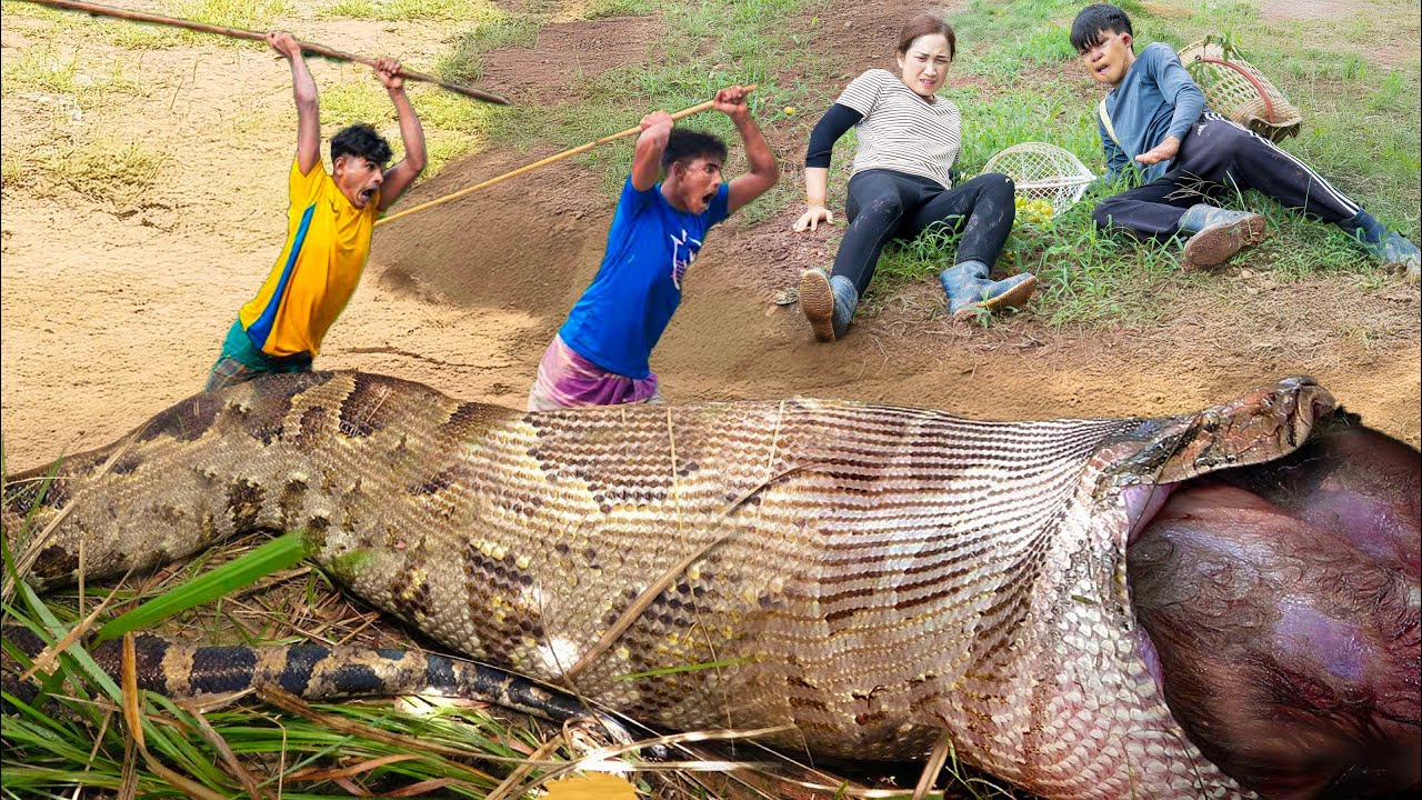 Boar Python Child The horrifying scene the female hunter witnessed. A giant python ...