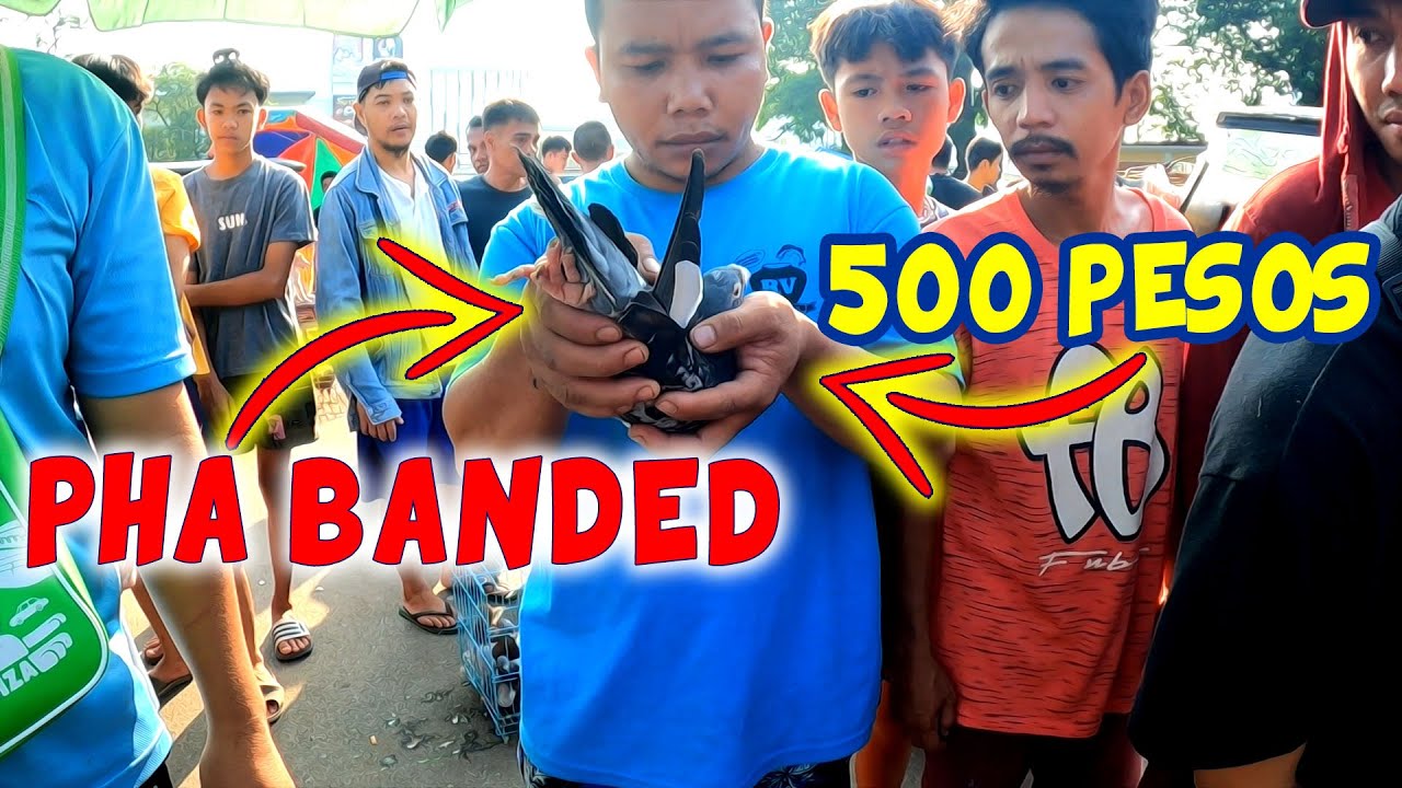 🔴MURANG BREEDER PANG UMPISA🔥