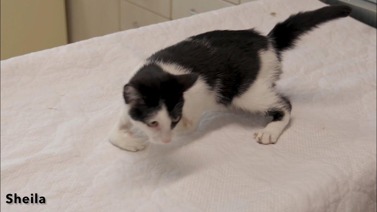 Cornkitten видео. Cornkitten видео