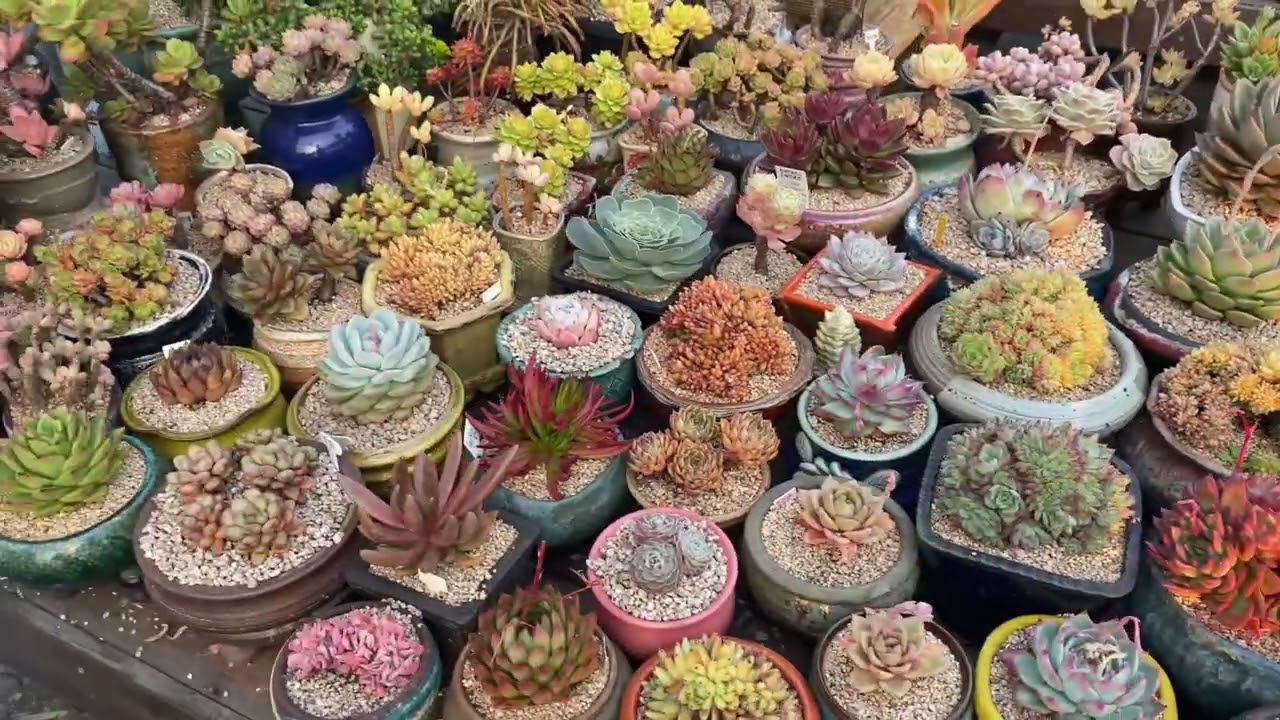 You will have a gentle day with these plants,energizing you every day#cactusandsucculents#rarecactus