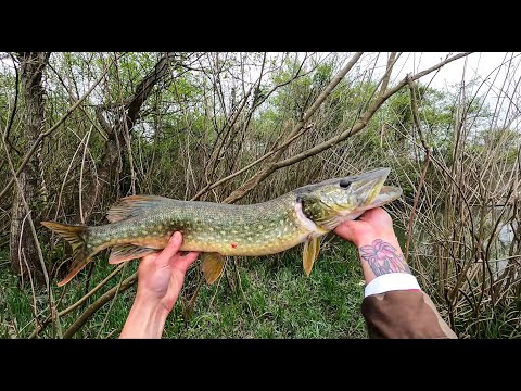 ქარიყლაპიაზე თევზაობა. ახალი სეზონის 2022 წლის გაზაფხულის მონსტრიკები  🦈🐟. PIKE Fishing 2022.