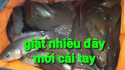 câu cá rô đồng | ngày trở lại cá giật mỏi tay @TAMCARO