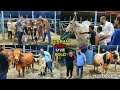 Special Kankraj, Albino Buffalo, Aussie, Deshal Gyr Cow LiveSold Sadeeq Agro Bangladesh 2021 Qurbani