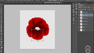 How To Created Roses Flower In Photoshop CC 2015 screenshot 5