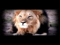 A lion says allah azzawajal