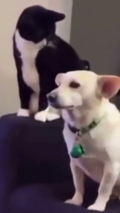Cats skippity pap Try Not to Laugh