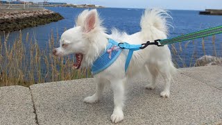 Raza de perros chihuahua de pelo largo