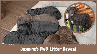 Jasmine's AKC Portuguese Water Dog Litter Reveal