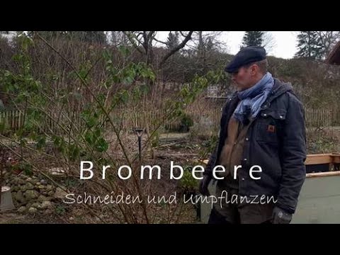 Video: Wie verpflanzt man Brombeeren?
