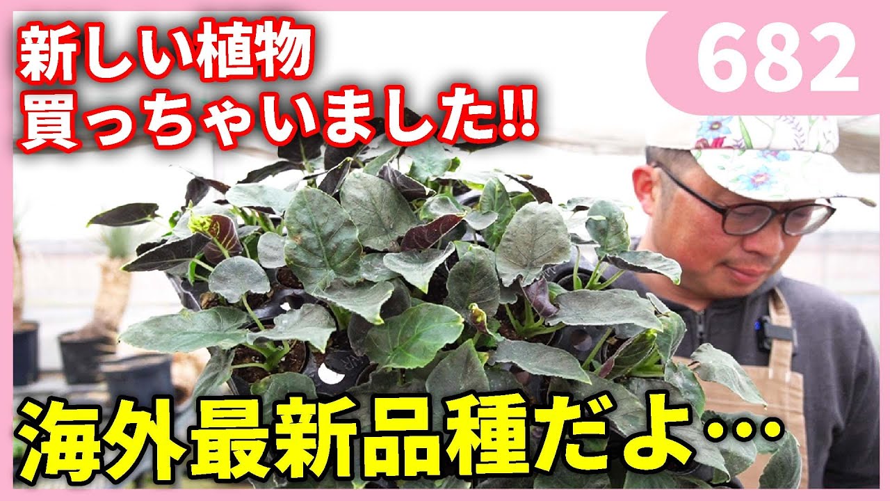 新しい植物に手を出してしまった・・・by園芸チャンネル682 - YouTube