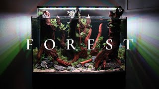 The Most BEAUTIFUL FOREST Aquascape in 4K