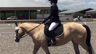 USDF Training Level Test 2