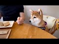 子なし夫婦が柴犬を人間の子供と同じように育てた結果