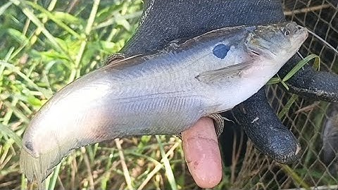 Luồng L mới xuống ko ngờ lúc đi thăm lại nằm hết trên khô/Visiting fish with giant snakehead fish