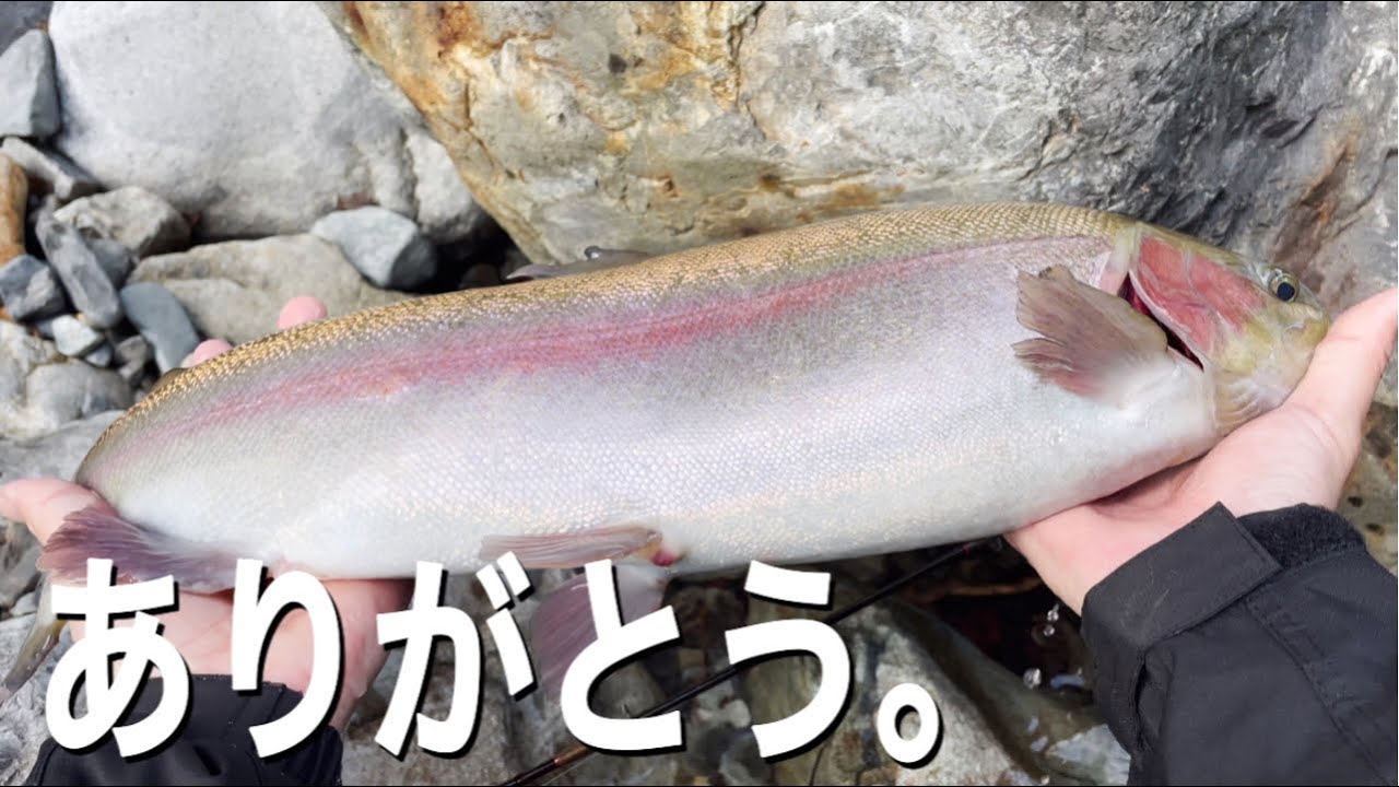 【C&R天川管理釣り場】ヌシ虹鱒を釣るのだ！