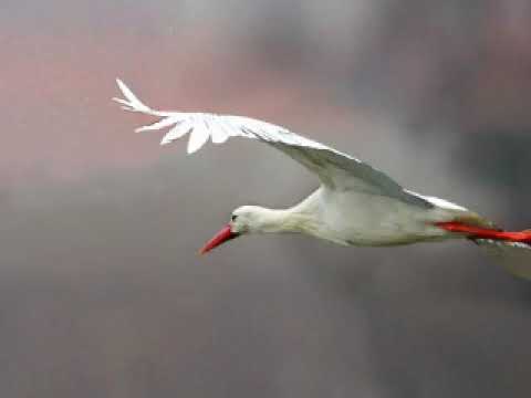 ЛЕГЕНДА О БЕЛОМ АИСТЕ. – THE LEGEND OF THE WHITE STORK. Стихи, музыка, видео - Елена Кордикова.