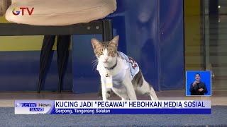 Heboh! Kucing Diangkat Jadi 'Pegawai' di Kantor Pajak Serpong #BuletiniNewsSiang 29/11