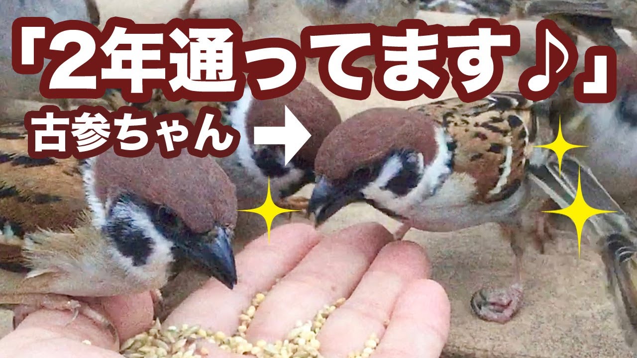 脚のハンデをモノともしない、あの超ベテラン雀ちゃんが来た！【手乗り