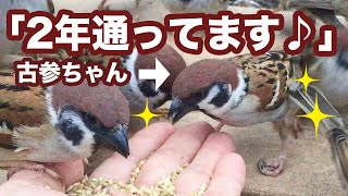 脚のハンデをモノともしない、あの超ベテラン雀ちゃんが来た！【手乗り