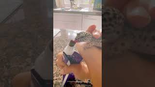 Zippy th leopard gecko eating her favorite food- So cute! 🥹 #cute#leopardgecko#treat