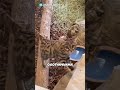 Самый свирепый котенок #животные #кот #факты