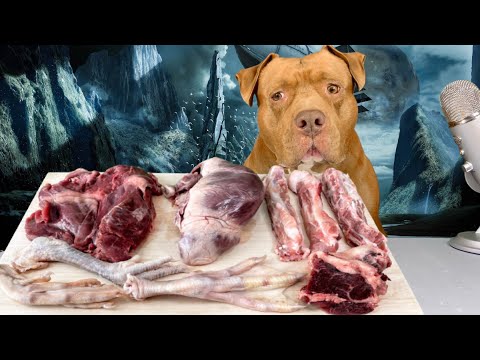 【ASMR】中毒注意‼︎ なぜか見てしまう犬の咀嚼音がこちら‼︎最強な犬の大食い動画‼︎