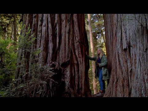 Giants Rising Documentary – Official Trailer 2024