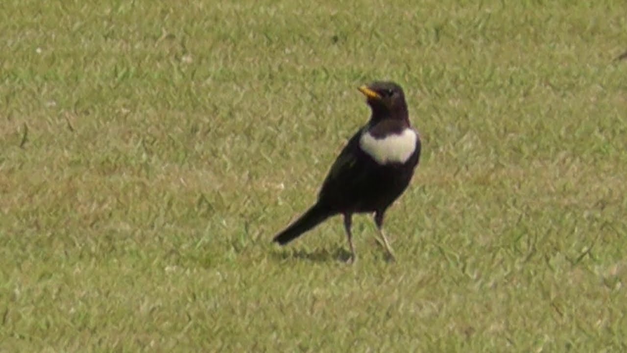 Ring Ouzel on St Levan Cricket Pitch near Polgigga in Cornwall