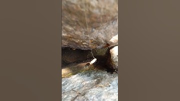 câu cá lóc suối nhỏ #fish #fishing