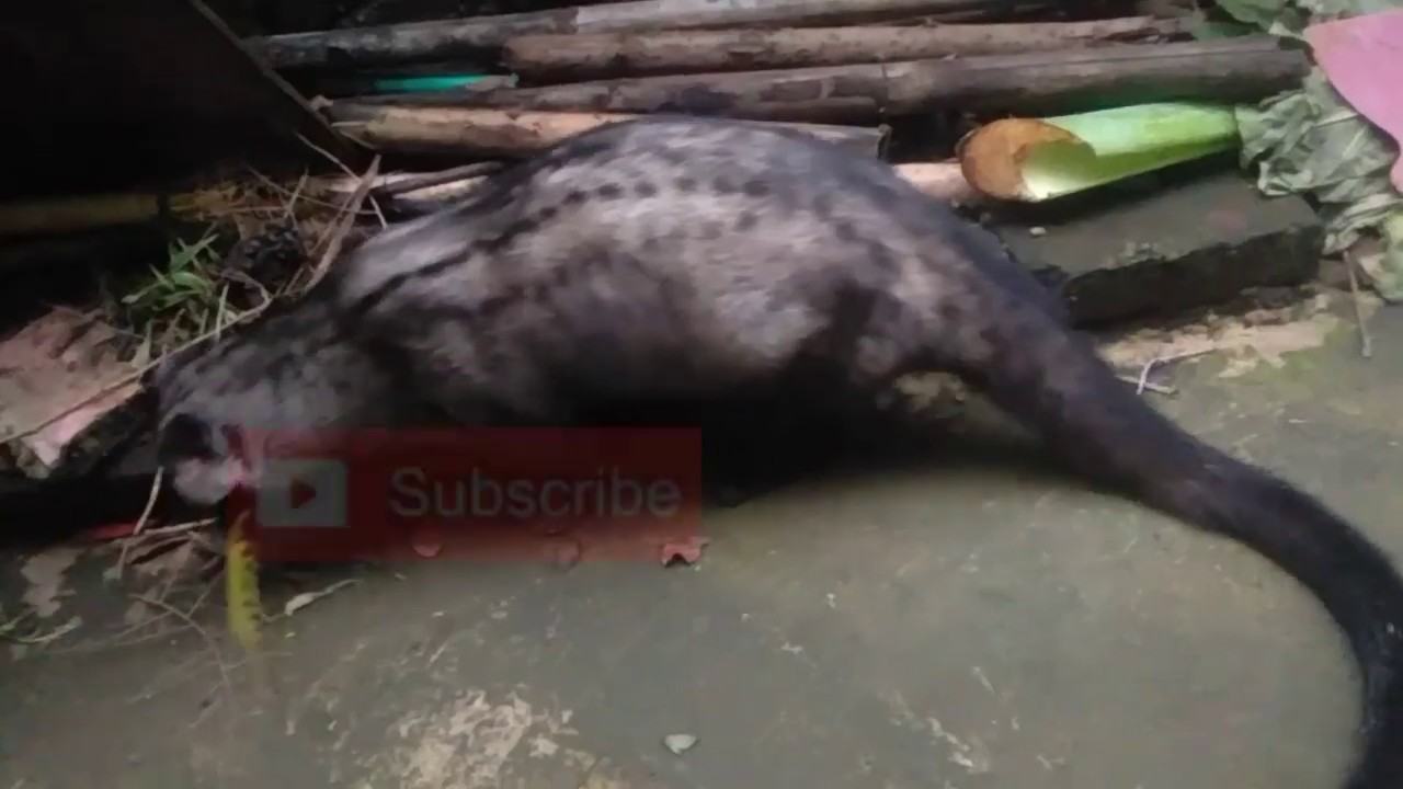 MUSANG PELIHARAAN  KU SEDANG BERMAIN DI  HALAMAN RUMAH  YouTube