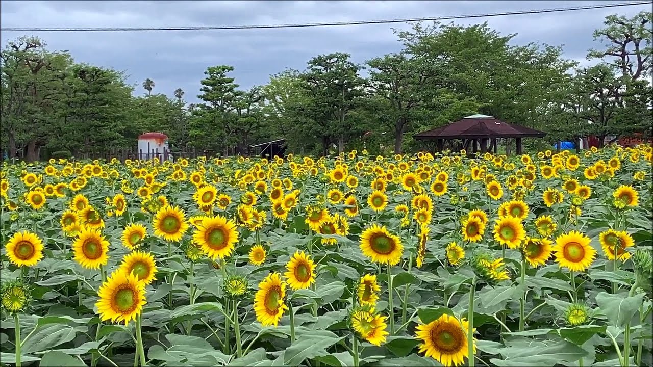 19 07 22 ひょこたん池公園のひまわり畑 愛媛県松前町 Youtube