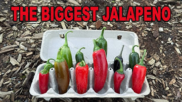 Best Jalapenos of 2024 | The biggest jalapeno I