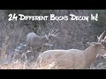 Decoying Bucks Amazing Footage- 24 Mature Bucks- Winchester Deadly Passion