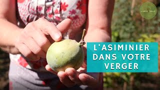 L'ASIMINIER cet ARBRE FRUITIER va vous étonner (+ recette du sorbet)