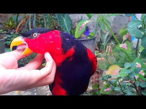 Video: Cara Menentukan Usia Burung Nuri