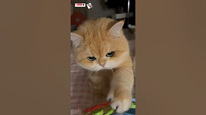 Video 11437281: cat kitten cutecat, cat kitten cutecat funny, cat kitten cute beautiful, kitten enjoying, cutest kitten, kittens funniest