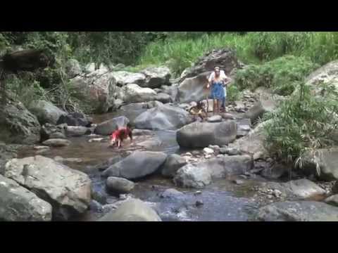 Video: Uvas De Niña Adjuntas