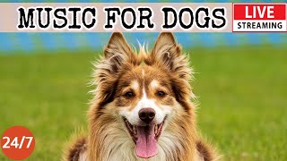 [LIVE] Dog Music🎵Dog Calming Music for Dogs Deep Sleep🐶💖Separation Anxiety Music for Dog Relaxa🐶 6