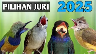 Download Lagu Pilihan juri 2025, masteran cucak cungkok vs kapas tembak kombinasi tengkek buto MP3 Download Lagu Pilihan juri 2025, masteran cucak cungkok vs kapas tembak kombinasi tengkek buto MP3