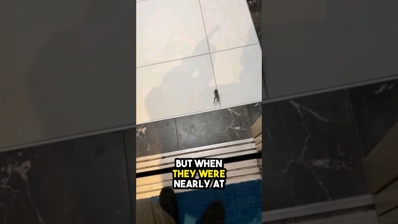 He brought a frog to his office! 😨