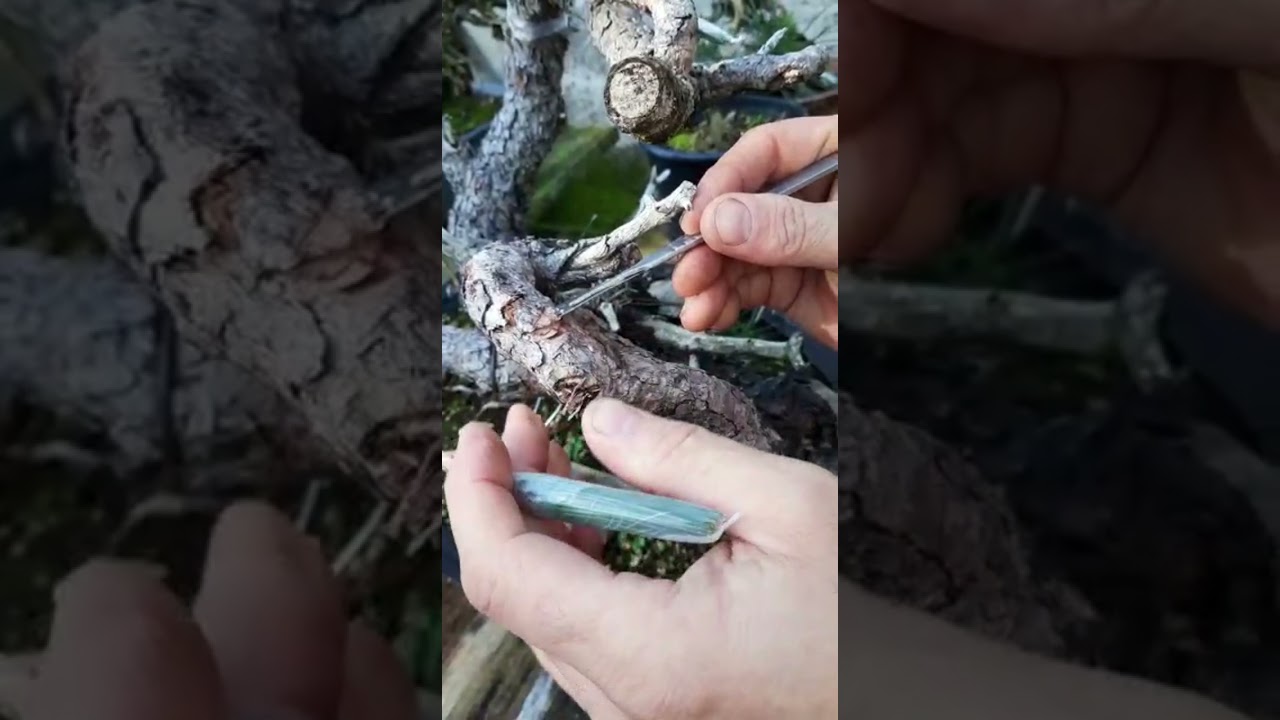 Como hacer injerto de púa en pino. Pondremos el resultado