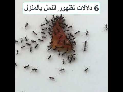 فيديو: أين يوجد هوائيات النمل؟