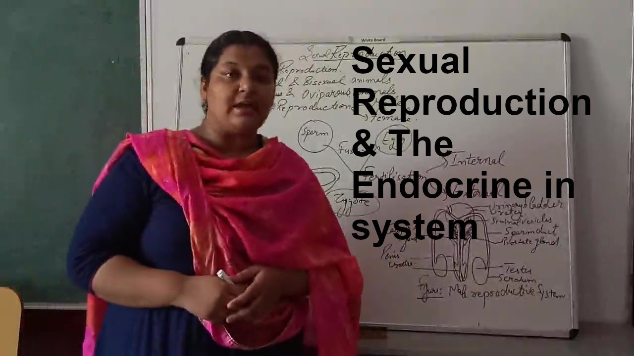 Sexual Reproduction and the Endocrine in system - YouTube
