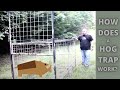 How Does a Wild Hog Trap Work? Guillotine Trap Door 101